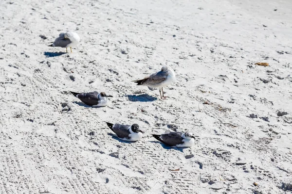 Seeschwalben ruhen sich im Sand aus — Stockfoto