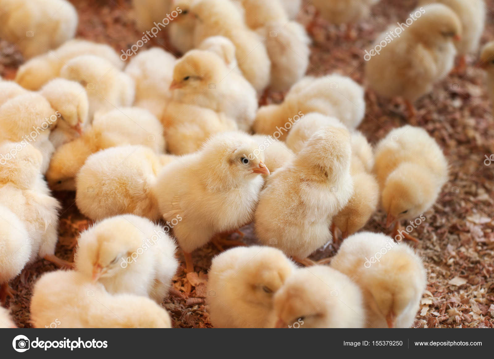 Lots Of Chicks