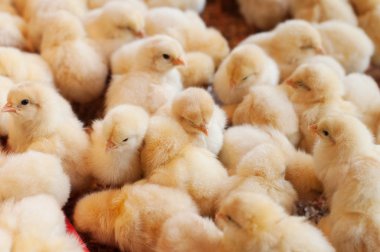 Large group of newly hatched baby chicks clipart