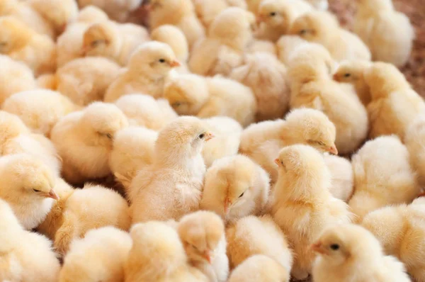 Large group of baby chicks — Stock Photo, Image