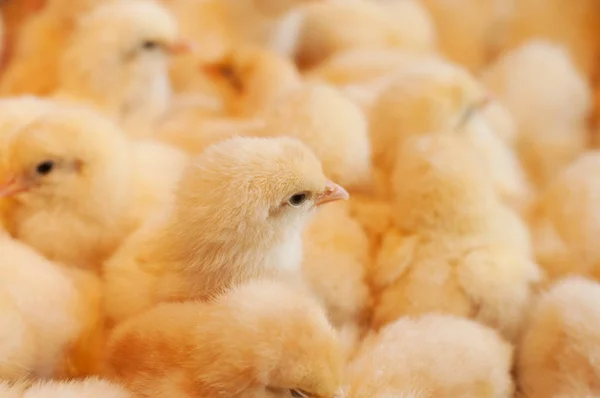 Young yellow baby chicks — Stock Photo, Image