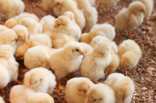 Velká skupina nově vylíhnutých kuřat — Stock fotografie