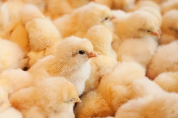 Young baby chicks — Stock Photo, Image