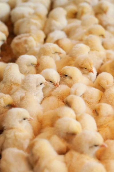 Massor av baby kycklingar — Stockfoto