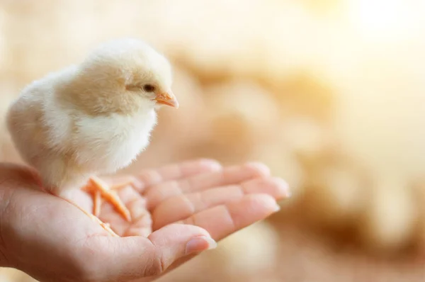 Close up baby chick — Stock Photo, Image