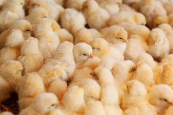 Chicken farm, agriculture — Stock Photo, Image