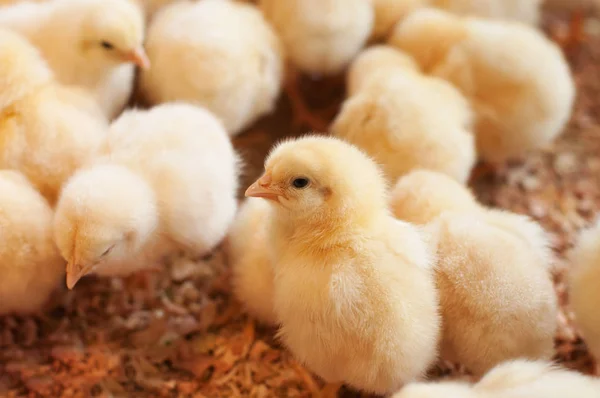 Pollo bebé joven — Foto de Stock