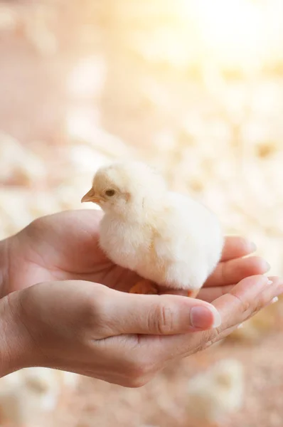 Bébé poussin dans la main — Photo