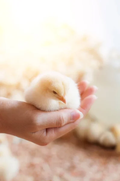 Kezében bébi csirke — Stock Fotó