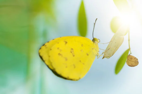 Крупним планом жовтий метелик — стокове фото
