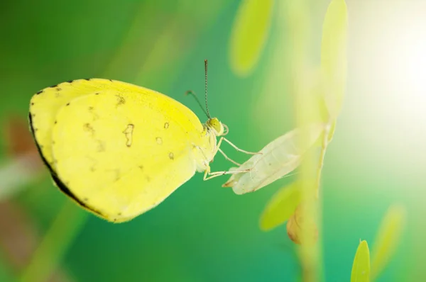 Żółty motyl z bliska — Zdjęcie stockowe