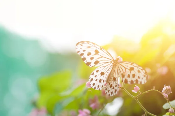 Farfalla bianca e nera da vicino . — Foto Stock