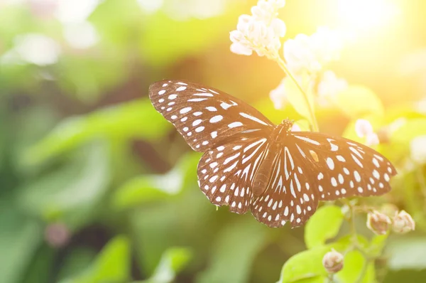 Dunkelblauer Tiger-Schmetterling — Stockfoto