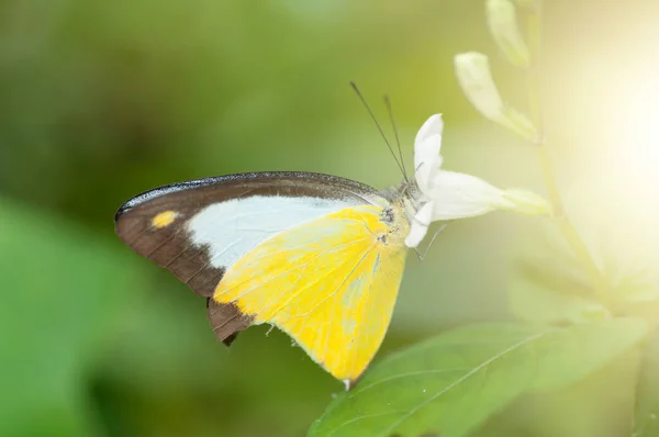 Yellow butterfly macro shot — Stock Photo, Image