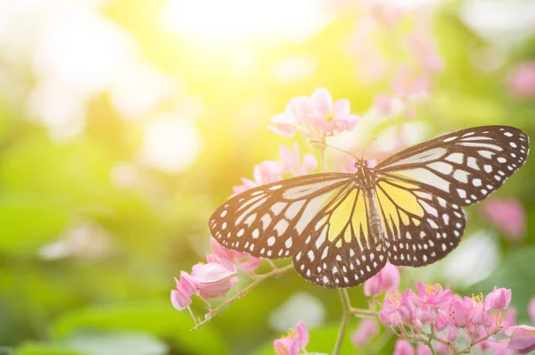 Gelber glasiger Tiger-Schmetterling — Stockfoto