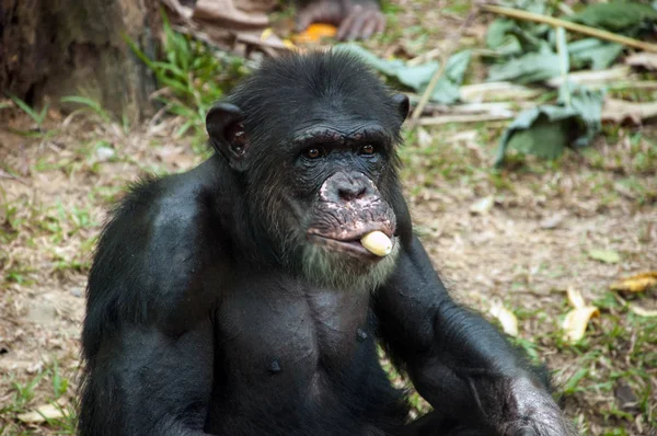 Chimpanzé manger de la banane — Photo