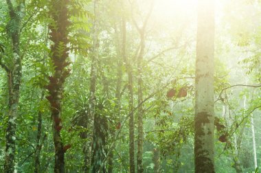 Güzel tropikal orman