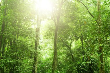 tropik yağmur ormanı 