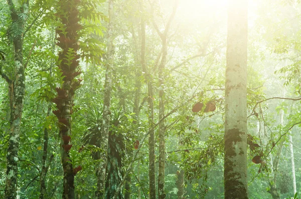 Mooie tropische jungle — Stockfoto