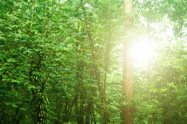 Gyönyörű trópusi esőerdő — Stock Fotó