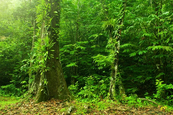 熱帯のジャングルの風景 — ストック写真