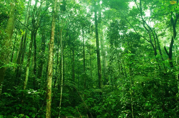 Tropischer dichter Wald — Stockfoto