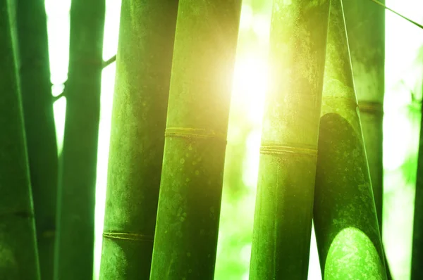 Detailní záběr na bambusový háj — Stock fotografie