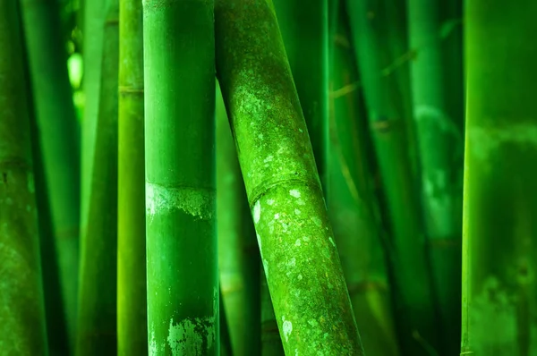 Detailní záběr na bambus strom — Stock fotografie
