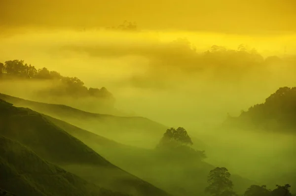 Ландшафт чайной плантации — стоковое фото