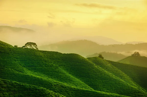 Plantación de té malasia —  Fotos de Stock