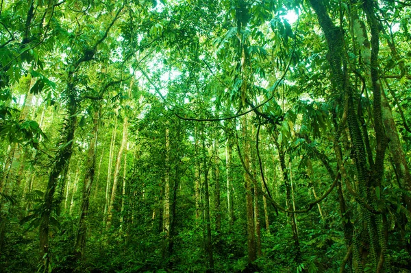 Increíble bosque tropical verde — Foto de Stock