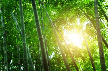 Yeşil Bambu Ormanı 