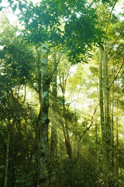 Incredibile foresta tropicale — Foto Stock