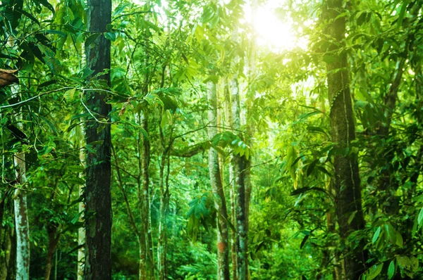 Otrolig tropisk djungel — Stockfoto