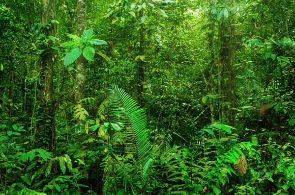 Fantastik tropikal yağmur ormanları — Stok fotoğraf