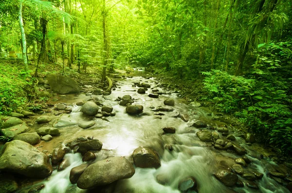 정글의 강 — 스톡 사진
