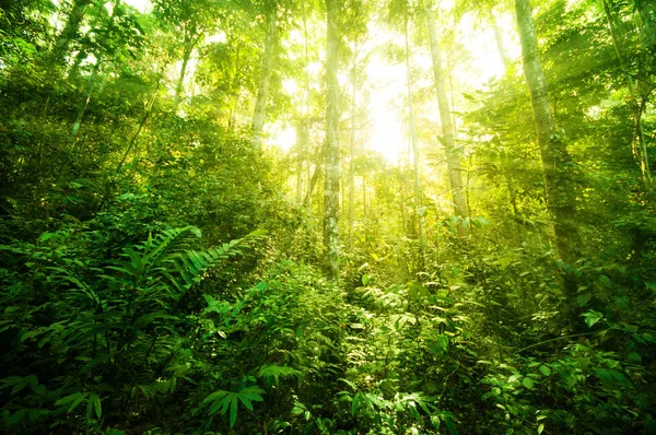 Fantastic tropical jungle — Stock Photo, Image