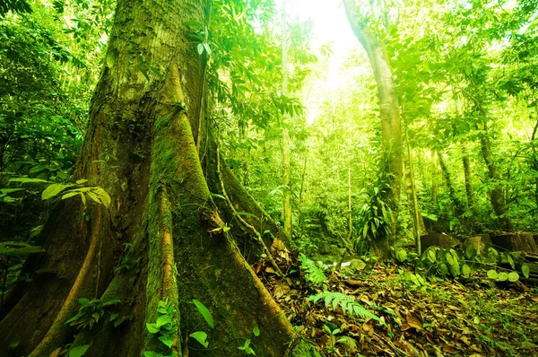 Fantastica foresta tropicale — Foto Stock