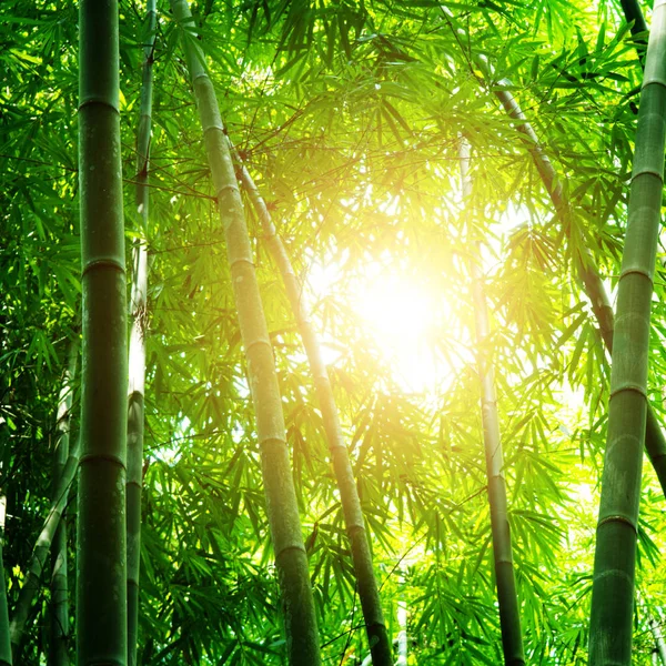 Bela floresta de bambu — Fotografia de Stock