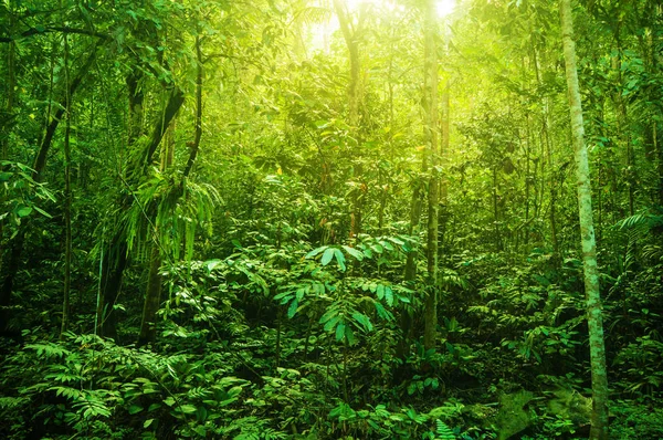 Fantastik tropikal yoğun orman — Stok fotoğraf