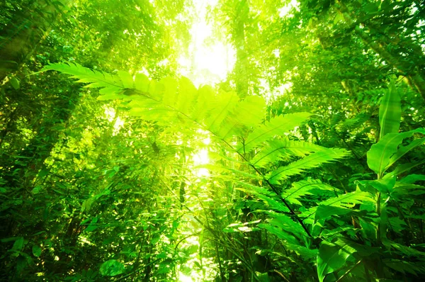 Naturlig tropisk regnskog — Stockfoto