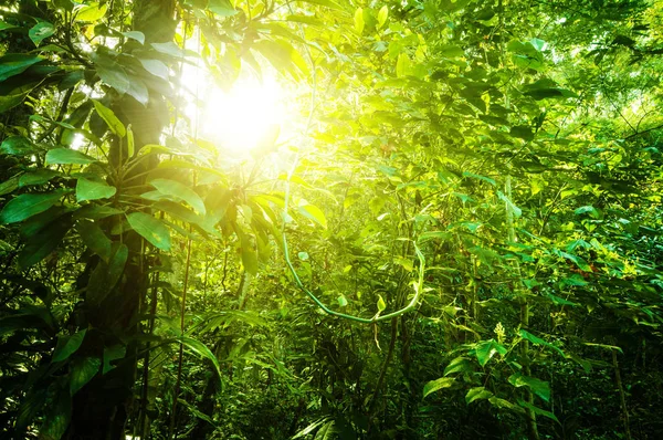 Naturlig tropisk skog — Stockfoto