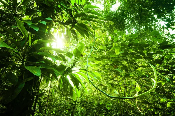 天然热带绿色森林 — 图库照片