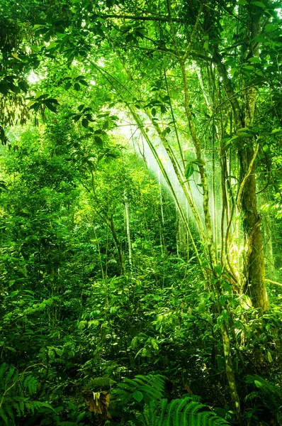 Floresta densa tropical natural — Fotografia de Stock