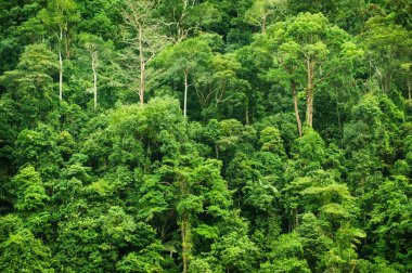 Tropikal yeşil orman Manzaralı