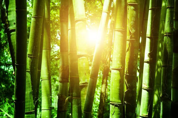 Floresta asiática de bambu com luz solar — Fotografia de Stock