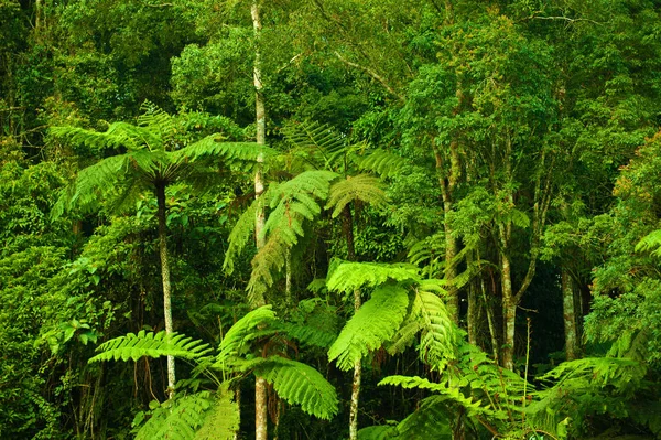 Tropikal yoğun orman manzara — Stok fotoğraf