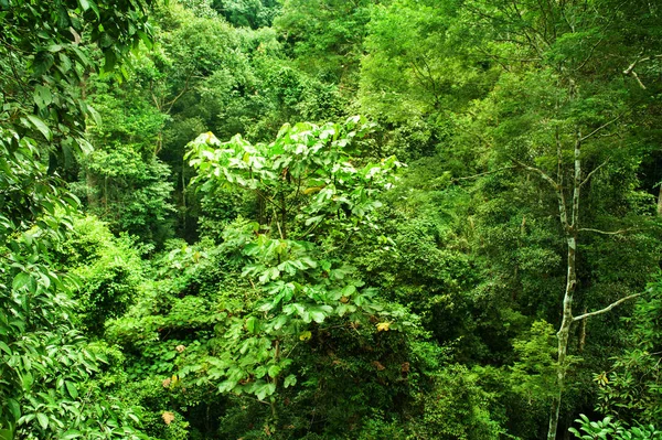 Tropical dense forest — Stock Photo, Image