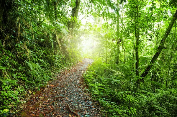 Footpath in jungle — Stock Photo, Image