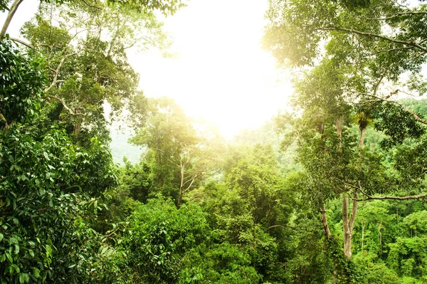 Floresta tropical natural — Fotografia de Stock